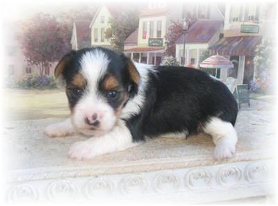 Dogs for Sale in TN